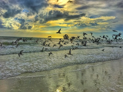 鸽子在海边飞翔